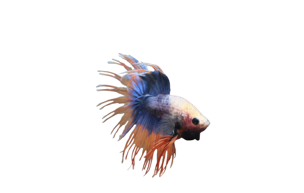 Diseño sin título (29)