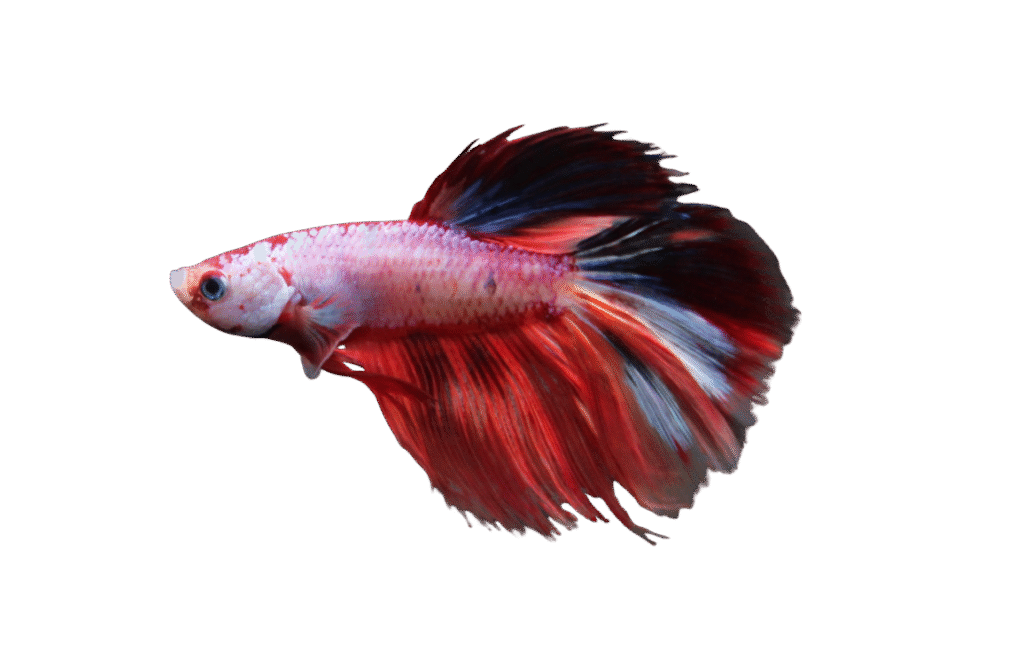 Diseño sin título (31)