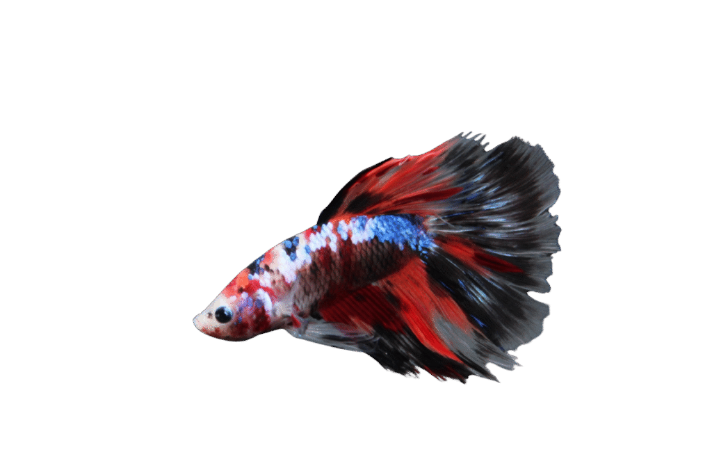 Diseño sin título (32)